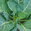 Thumbnail: Collards