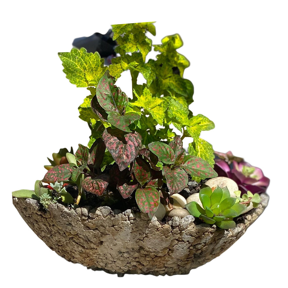 Thumbnail: Mystical Conch - Concrete Planter