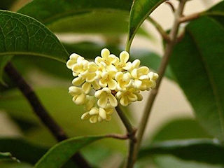 Osmanthus