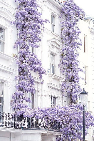 Wisteria