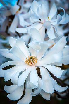Star Magnolia