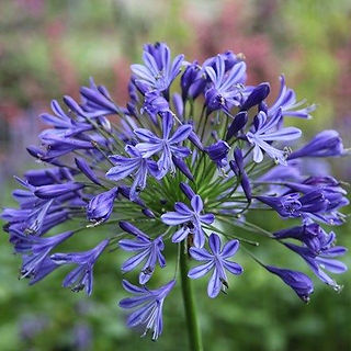 Agapanthus