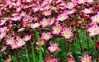 Saxifrage