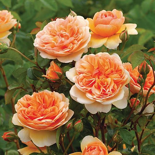 David Austin Rose