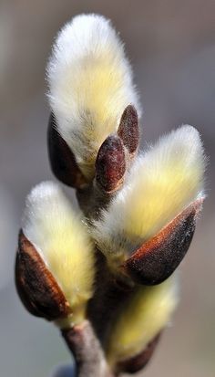 Catkin