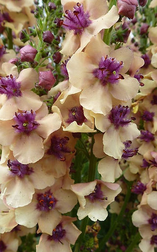 Verbascum