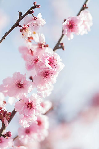 Peach Blossom