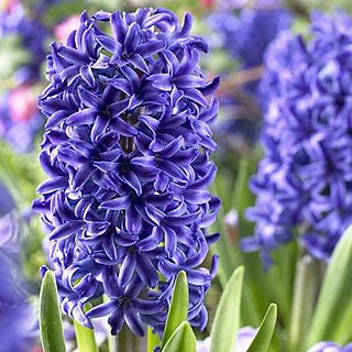 Hyacinth