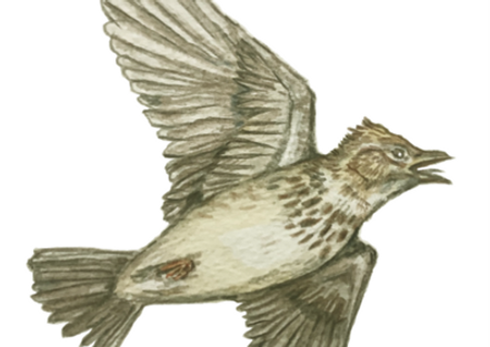 Skylark.png