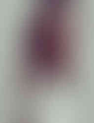 COUP Boston Holiday 20122