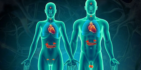 EndocrineSystem1.jpg