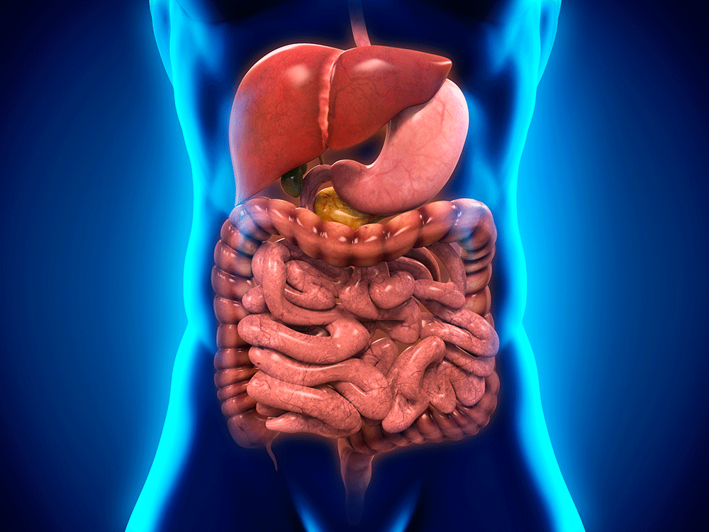 Digestive-Closeup-Clip-Art.gif