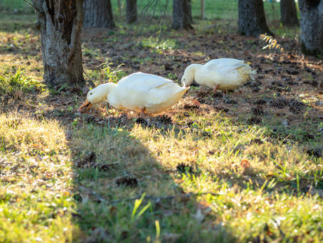 White Pekin ducks nibbling grass.