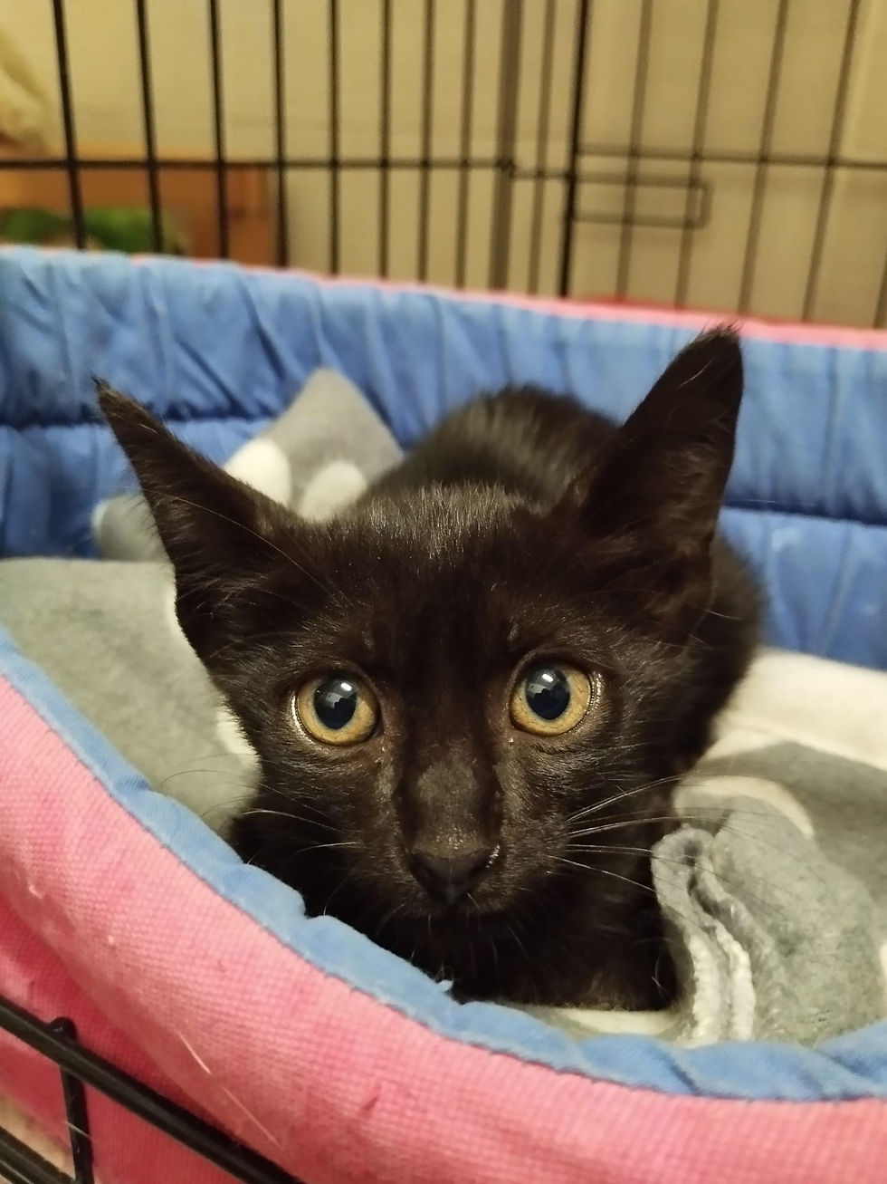 jiji.jpg