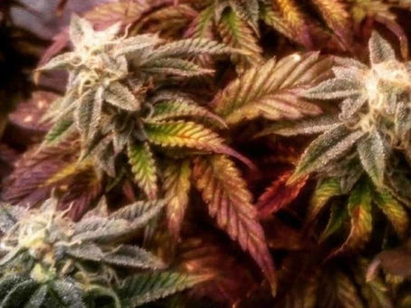 Identifying The Ideal Harvest Window For Big Beautiful Buds