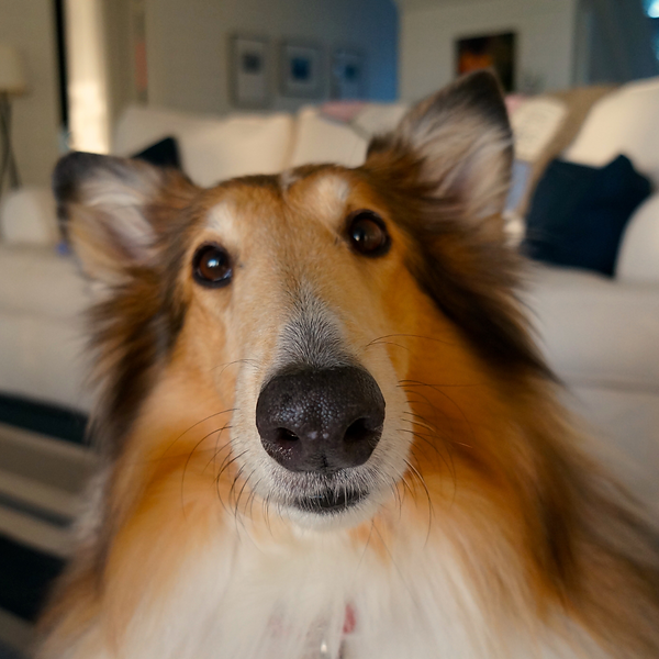 Dog Pet Shop Instagram Post.png