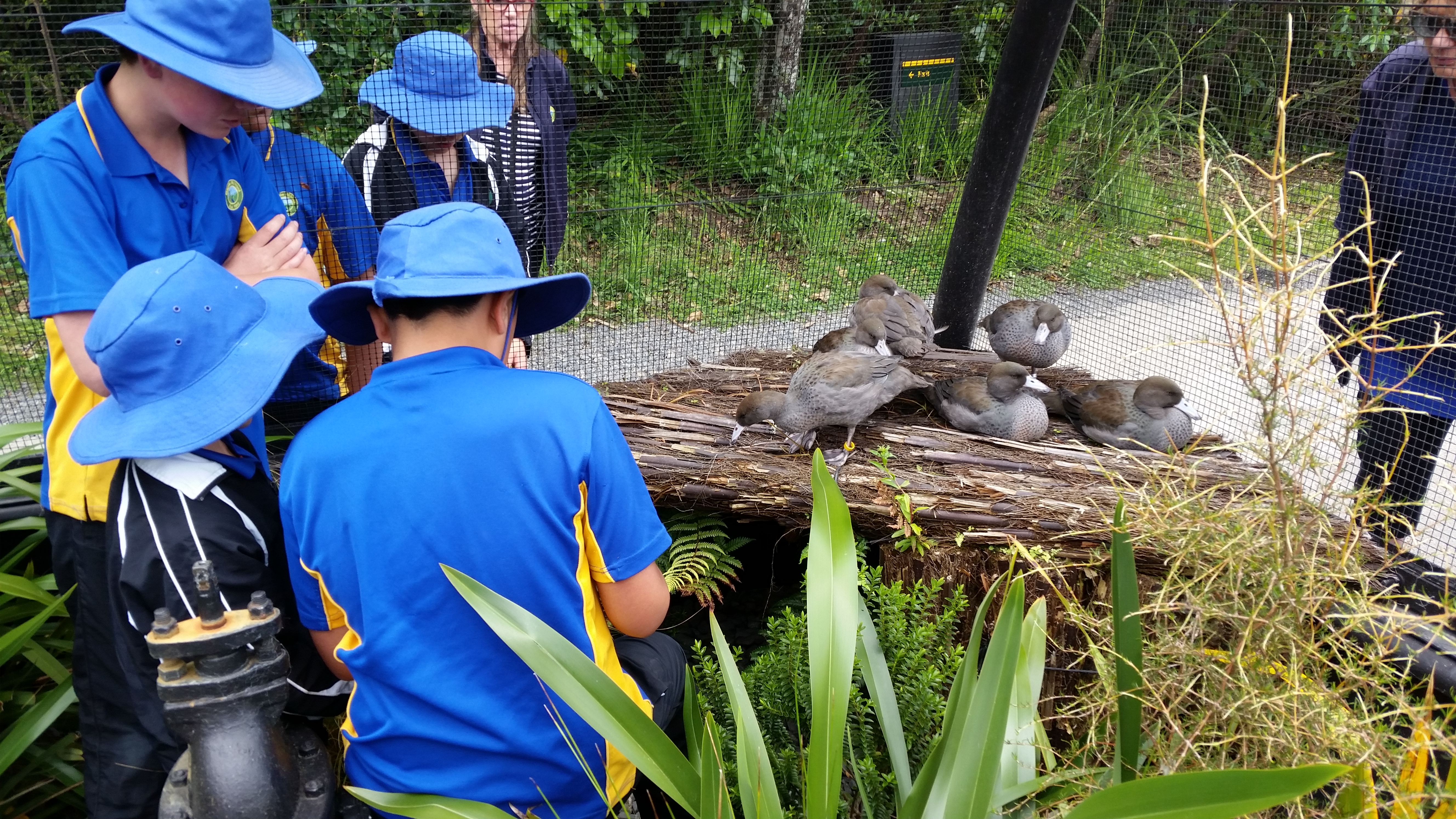 Students looking at whio - Mapiu Sch