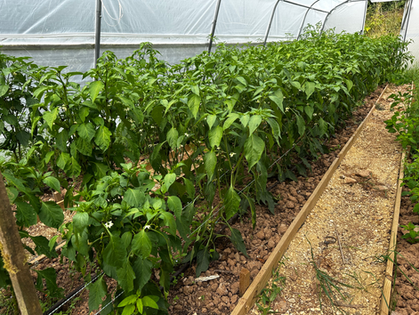 Hatari chilli plants growing
