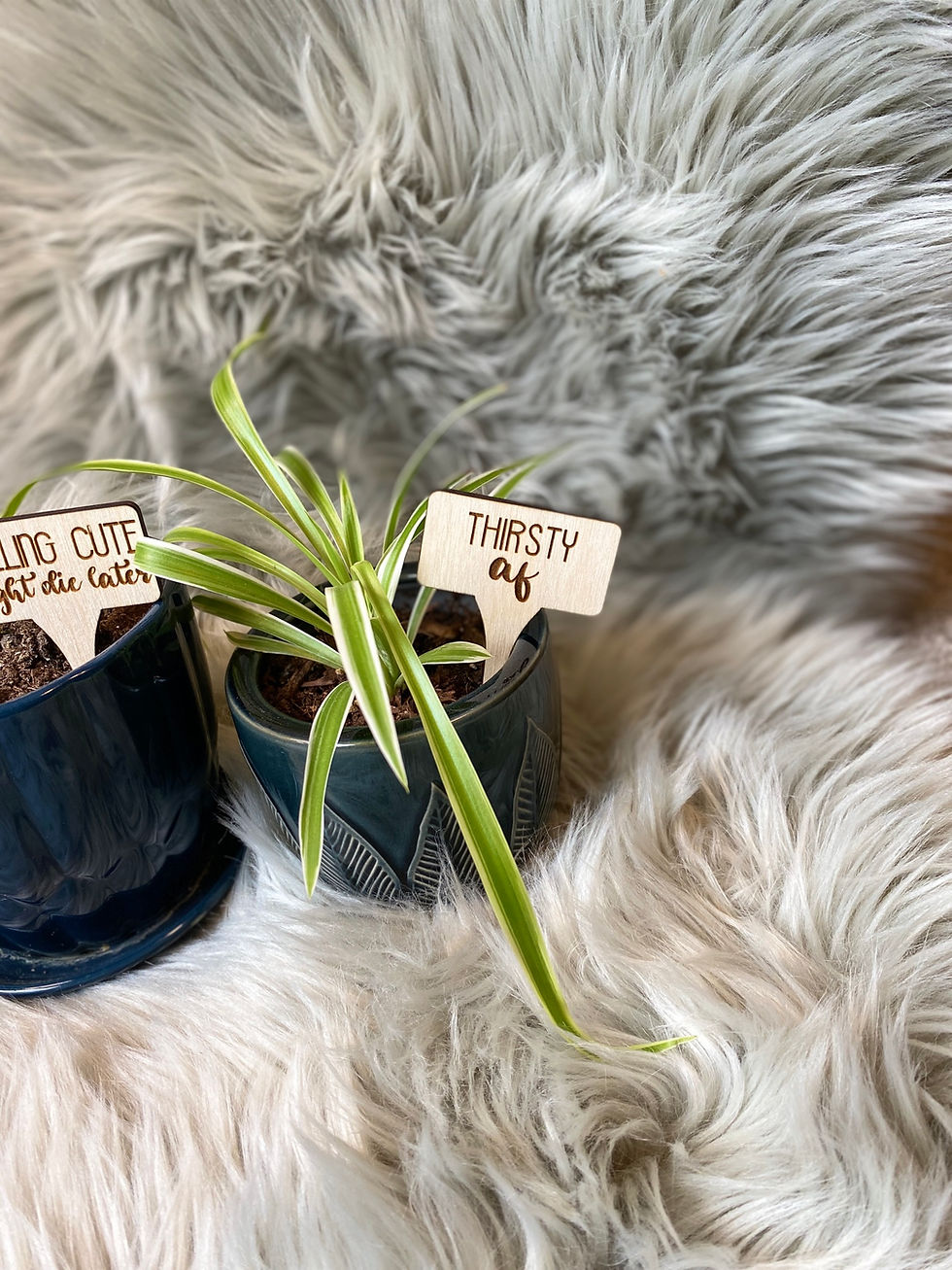 Thumbnail: Cheeky Plant Signs