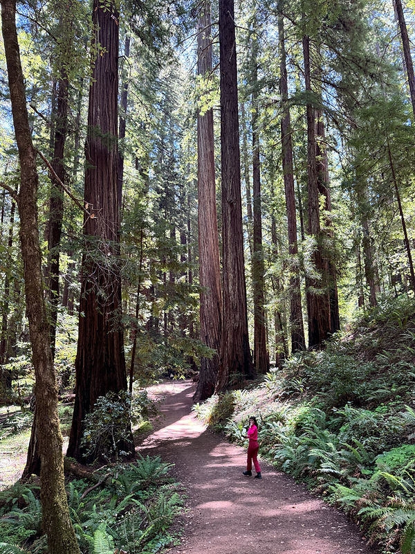 Rachel Nagelberg wearing pink and red disappearing into the redwoods.