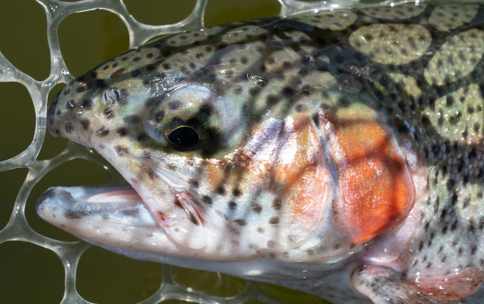 fishing report eastern washington lakes