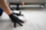 Using extractor to wash off the carpet from dust and stains. Extractor washing of carpet.