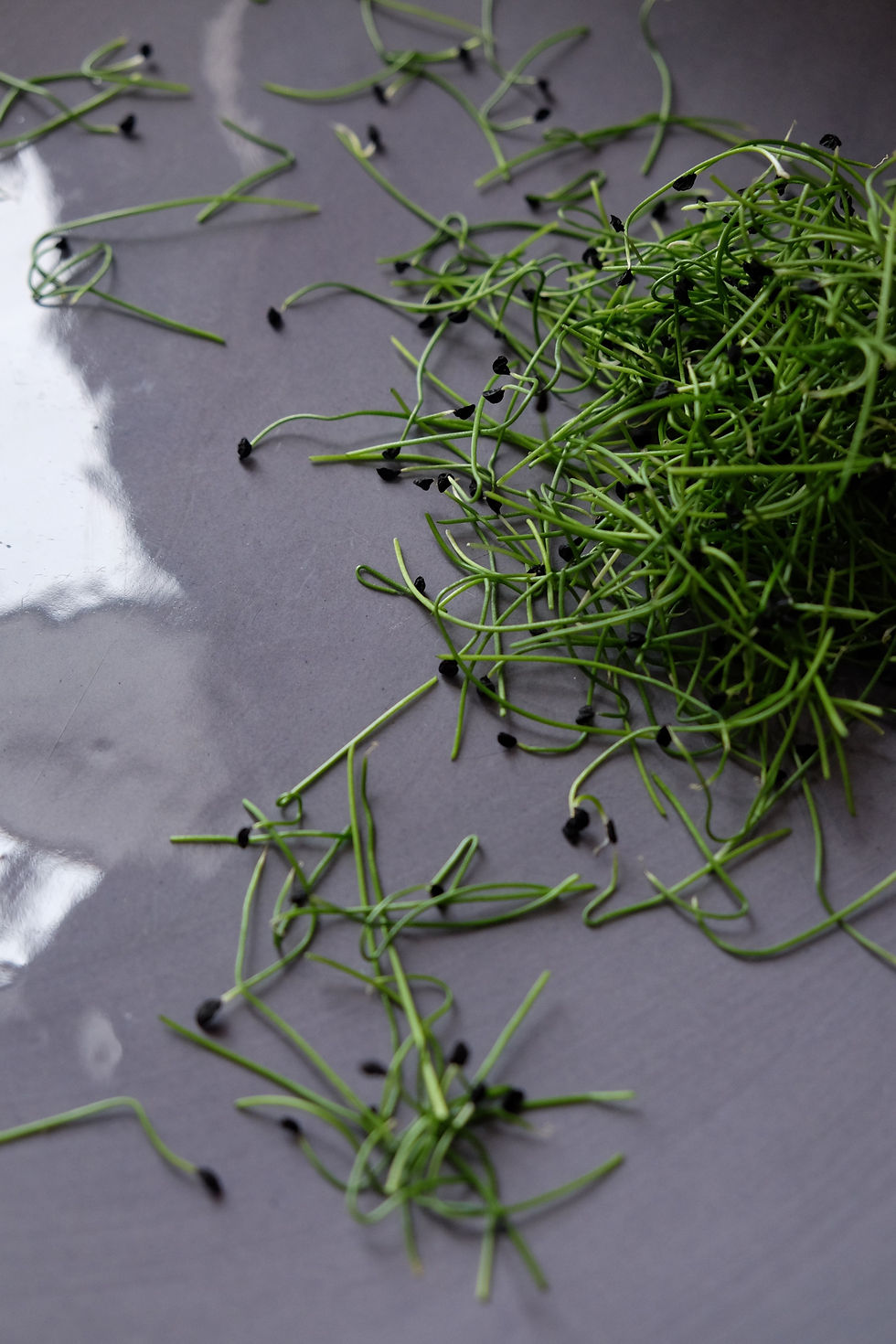 Leek sprouts