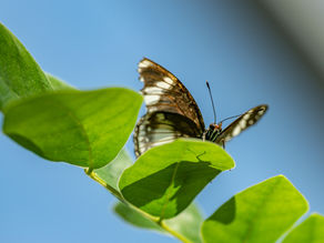 Resiliencia: superar adversidades y salir fortalecida.
