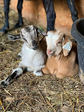 ragnar's babies.JPG