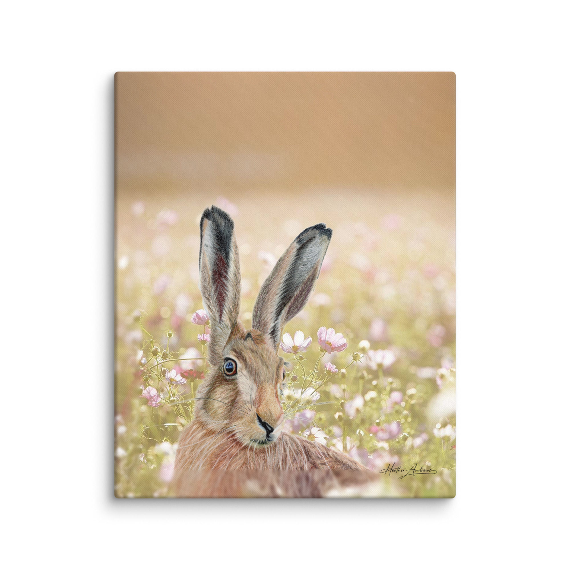 Buck Canvas