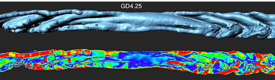 Heat map quantifying folding in a pregnant mouse uterus.