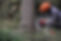 forestry-4272923.jpg