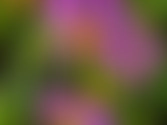 On July 17,2026, we have the wonderful opportunity to explore Bright Water Bog in Shutesbury, Ma.