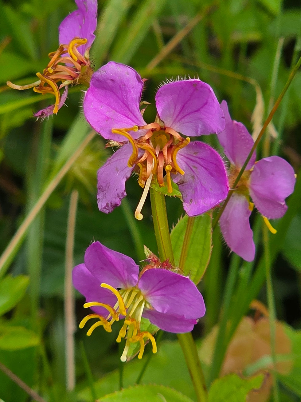 On July 17,2026, we have the wonderful opportunity to explore Bright Water Bog in Shutesbury, Ma.