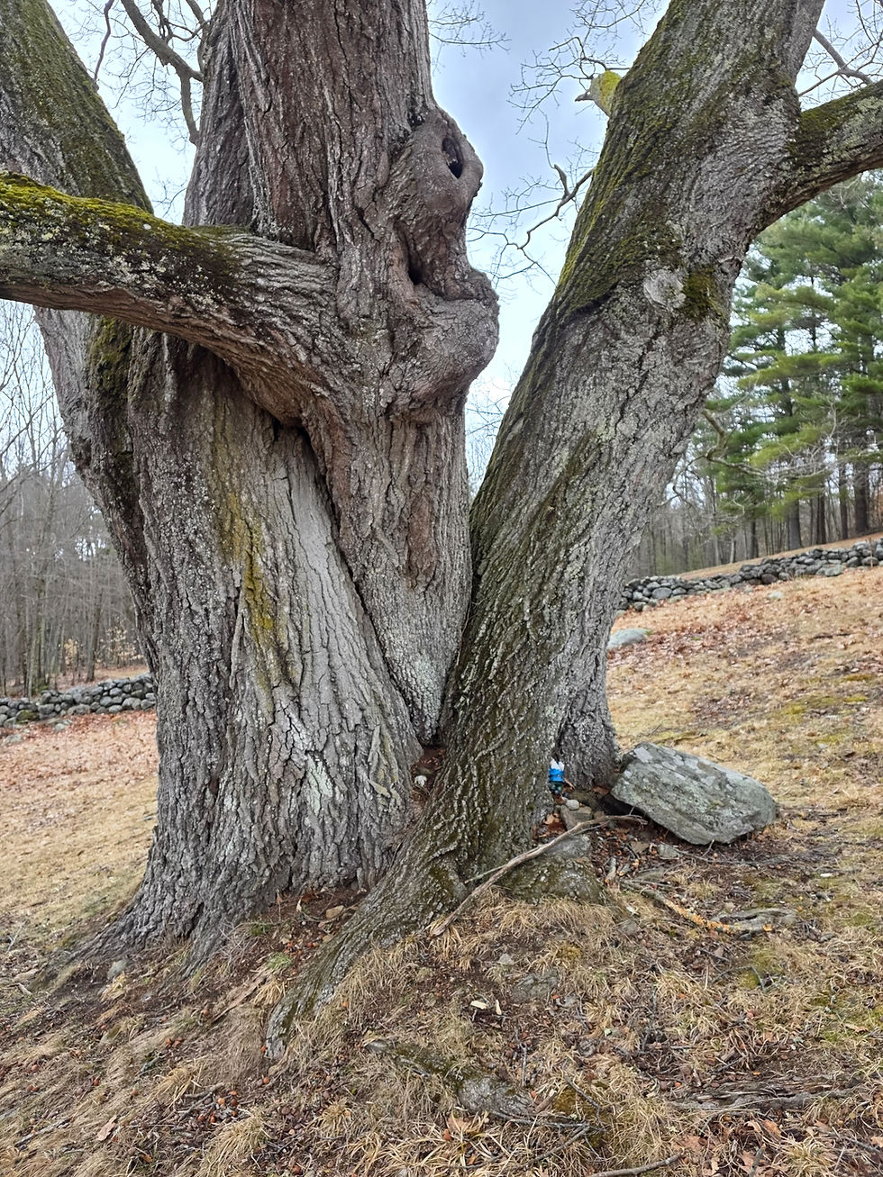 On March 27, our group met at Feldmans farm in Athol, Mass. We noticed Chaga, and oyster mushrooms, a 200 year old triple oak tree, the mermaid pool, lichens, and evidence of pilieated wood peckers.