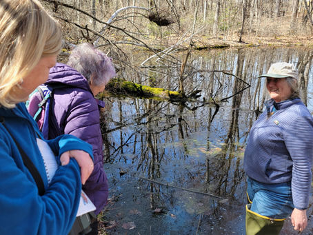 April 25.2025-semivernal pond study