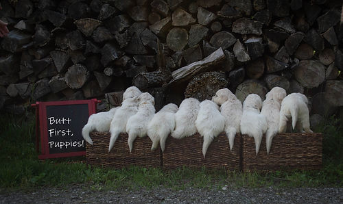 Kami - Puppies 2020 198-Edit.jpg