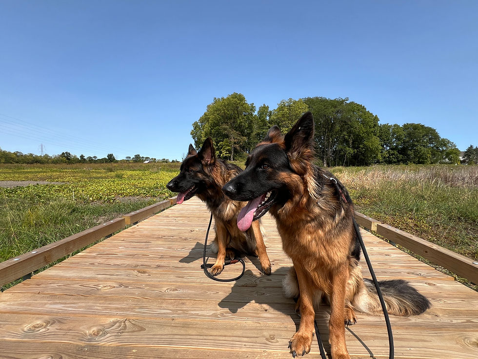 Two German shepherds on leashes sit on a wooden boardwalk in a sunny field, tongues out under a clear blue sky.