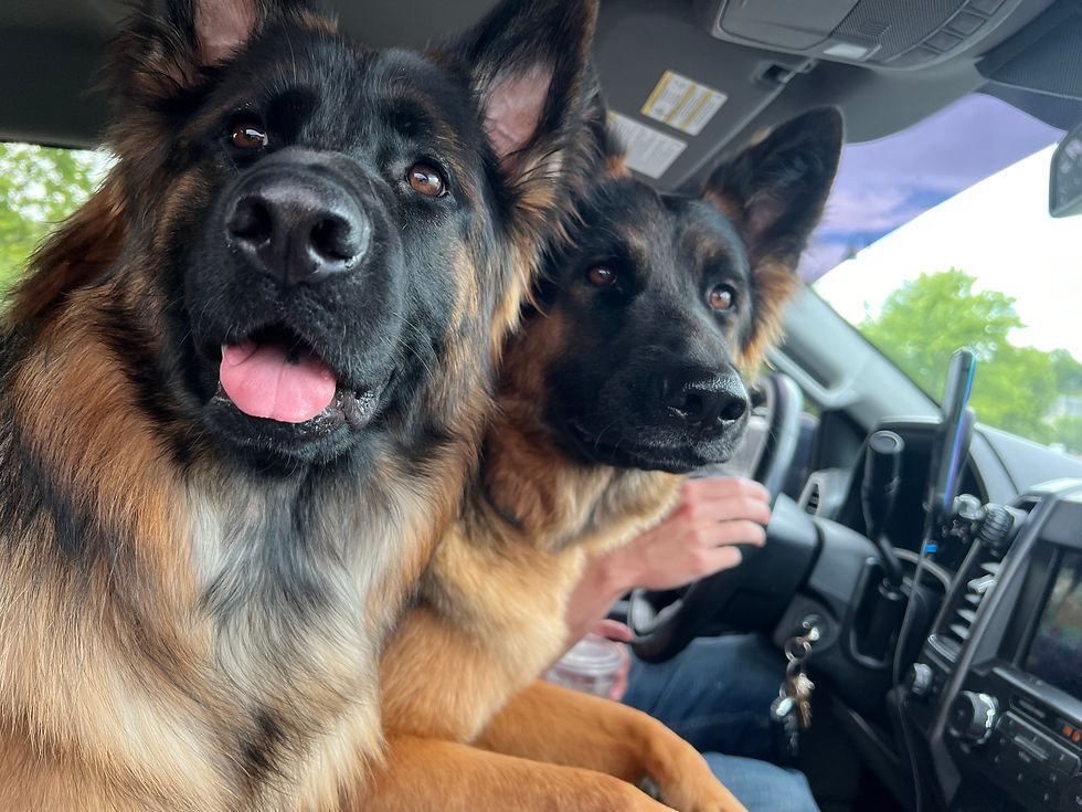 Two German Shepherds sit in a car, one with tongue out. A person's hand on the steering wheel, trees visible through the window. Playful mood.