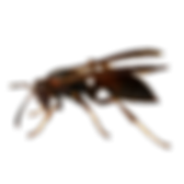 service pest control image