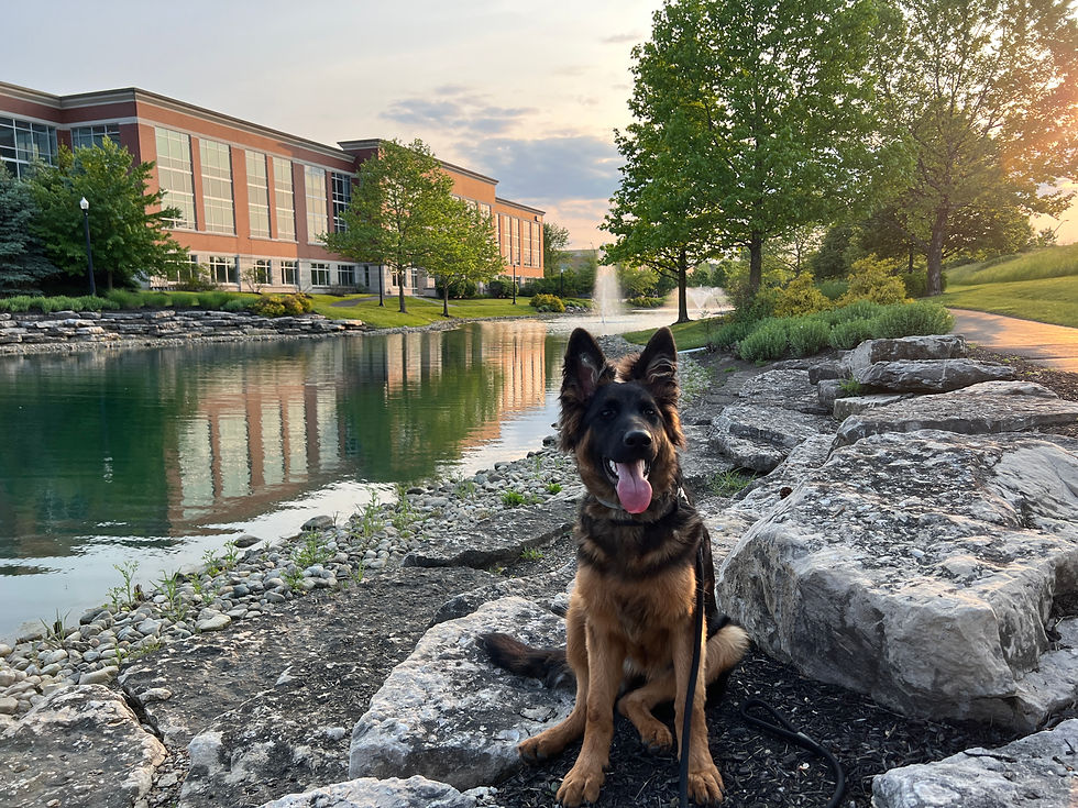 German Shepherd sits on rocks by a pond with trees and a brick building behind. The sunset casts a warm glow, creating a serene mood.