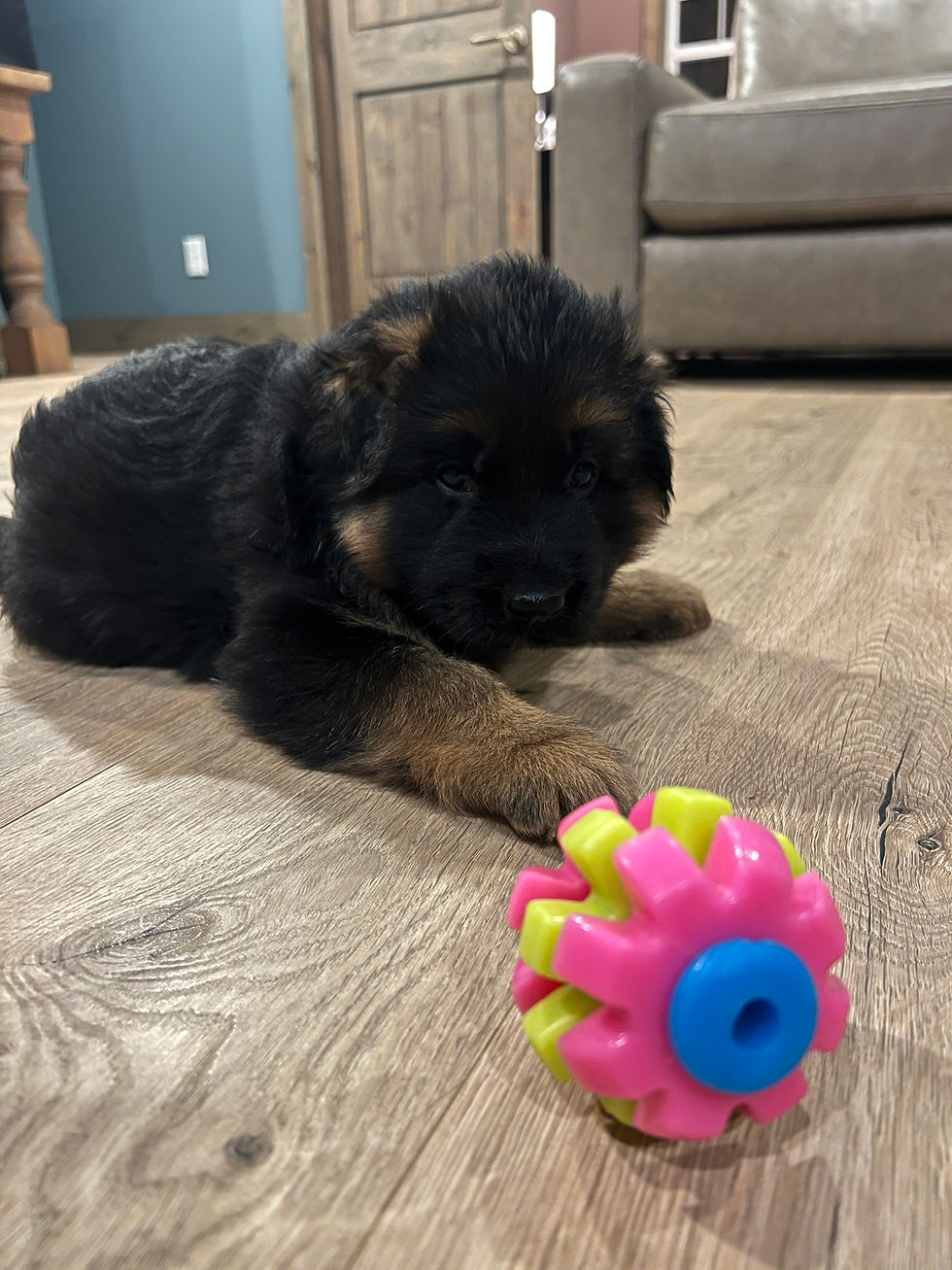 Long coat German Shepherd puppy playing with a toy on the floor at home
