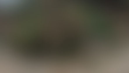 Land Clearing in Charlotte NC - Violet Home Services