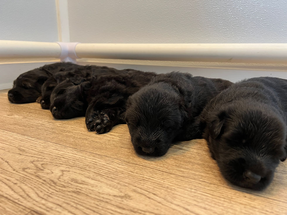 Five black german shepherd puppies sleeping in a line on wooden floor, against a white wall. Peaceful atmosphere with soft fur textures.