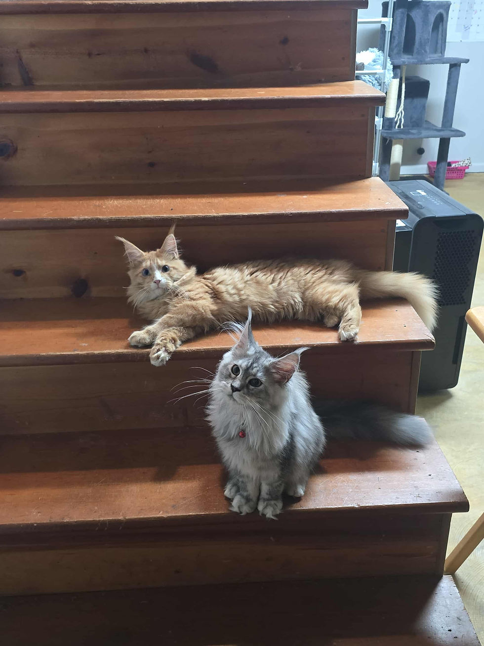 Maine Coon cats and kittens climbing on a cat tree at home