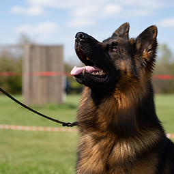Dog being Trained in Columbus Ohio