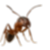 service pest control image