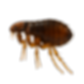 service pest control image