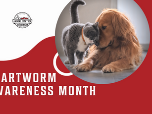 Heartworm Awareness Month | Protect Your Pet with Heartworm Prevention from Animal Station