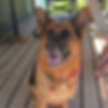 loui long coat german shepherd female